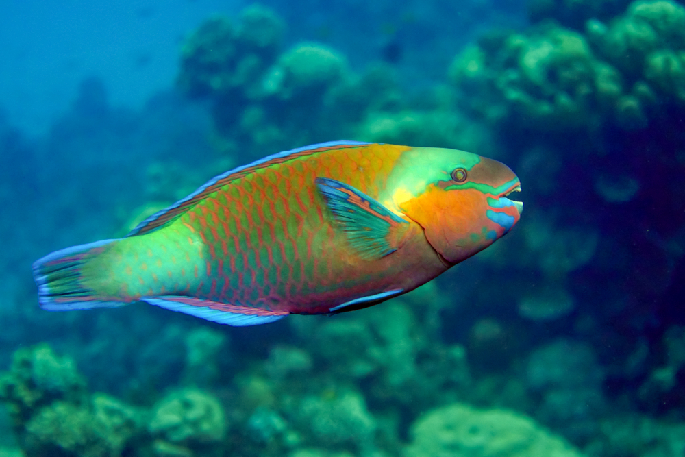 Rainbow Trout