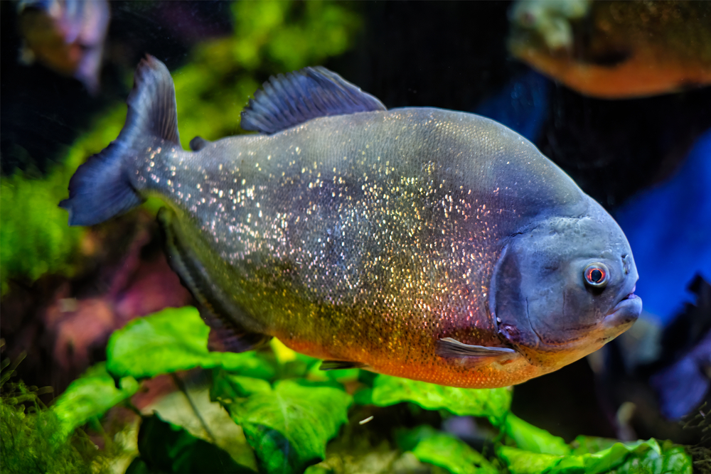 Rainbow Trout