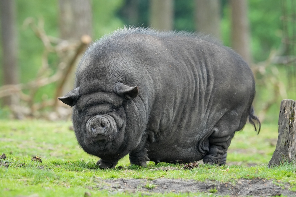 Pygmy Pig