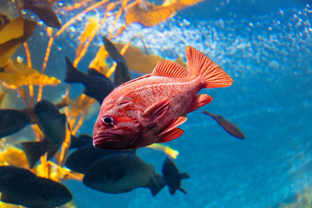 Tilapia