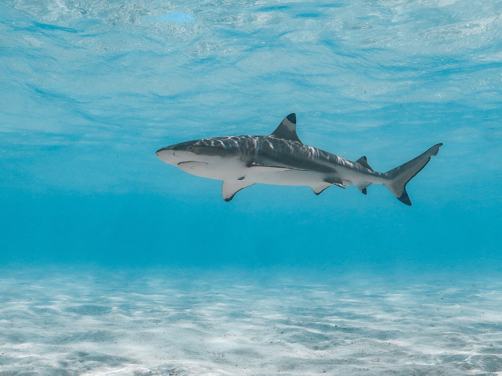 Seven Gill Shark