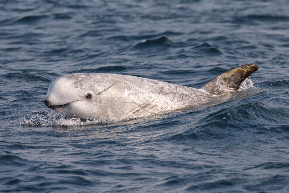 Spinner Dolphin