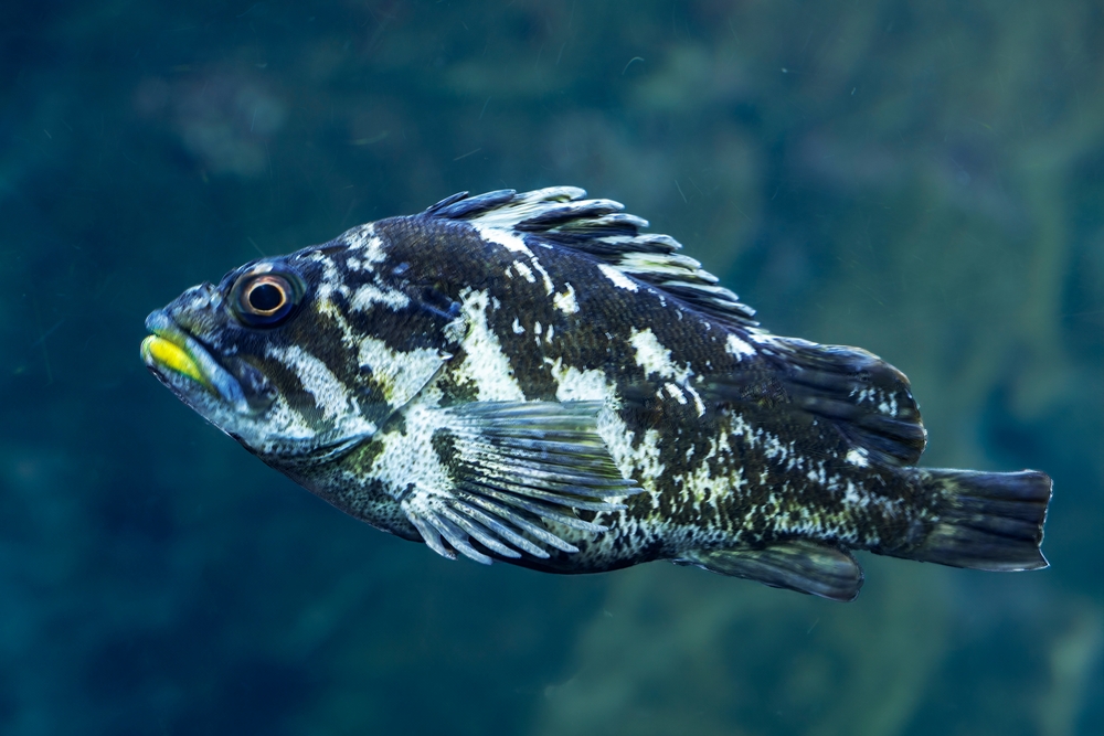 Tilapia