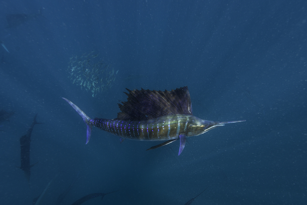 Tilapia