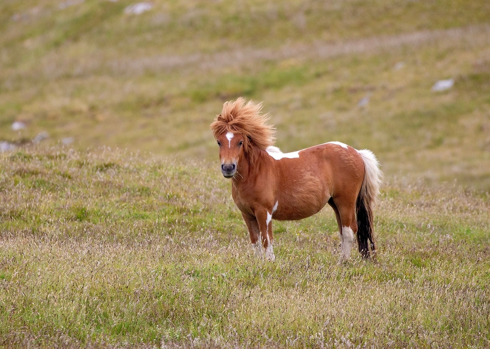 Shire Horse