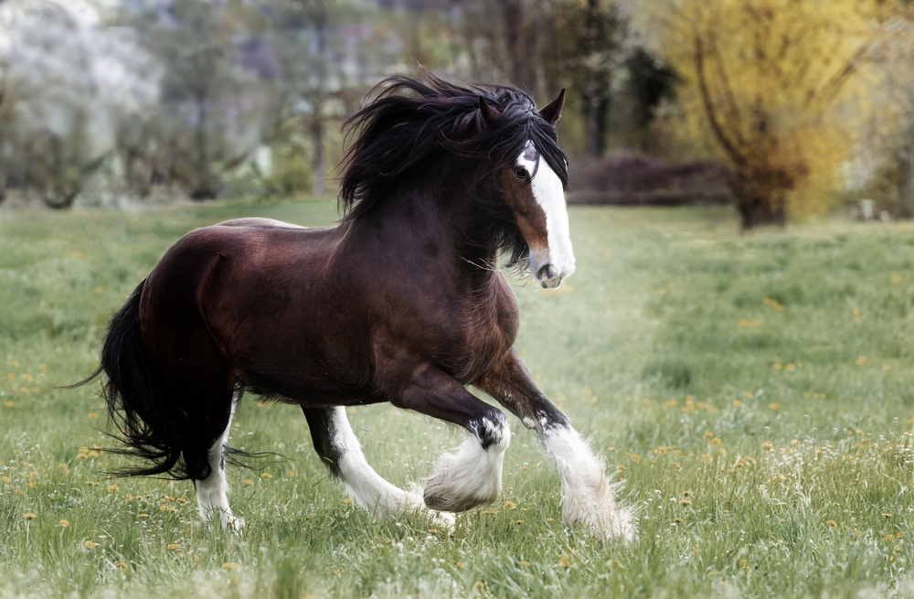 American Quarter Horse