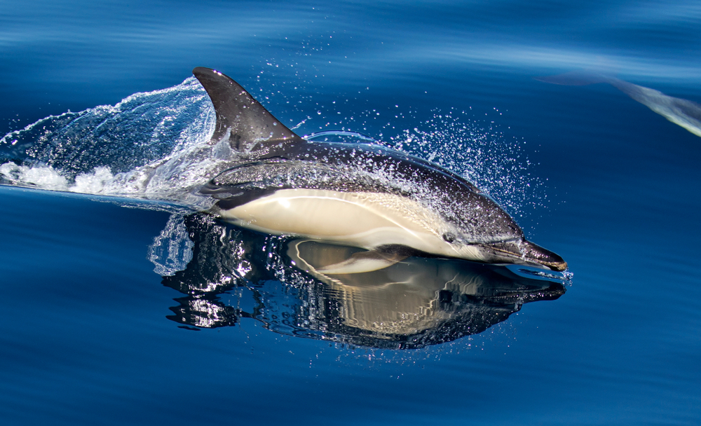 Spinner Dolphin