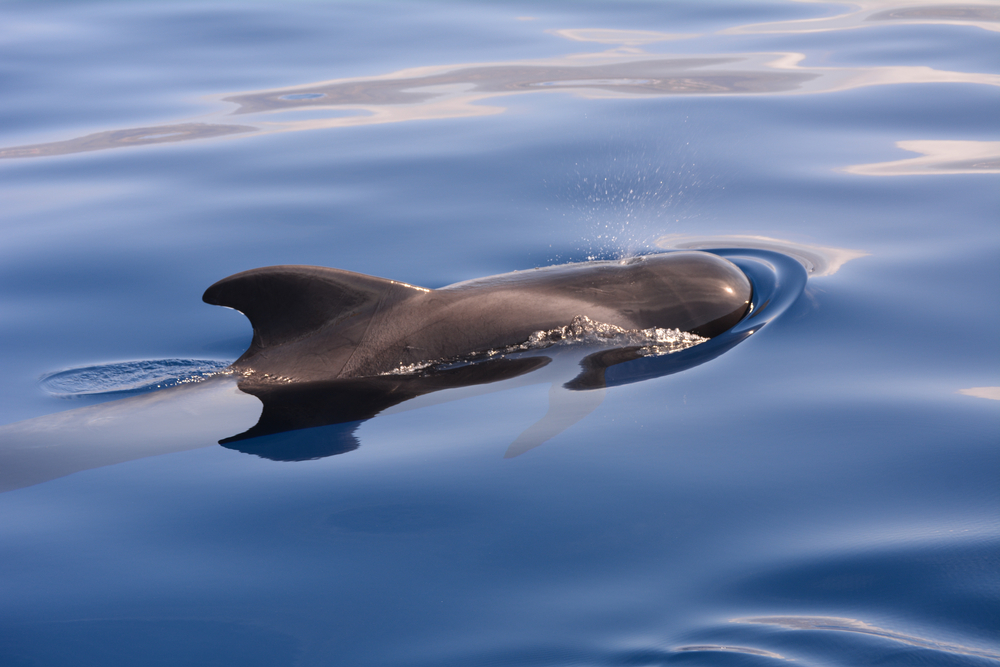 Spinner Dolphin