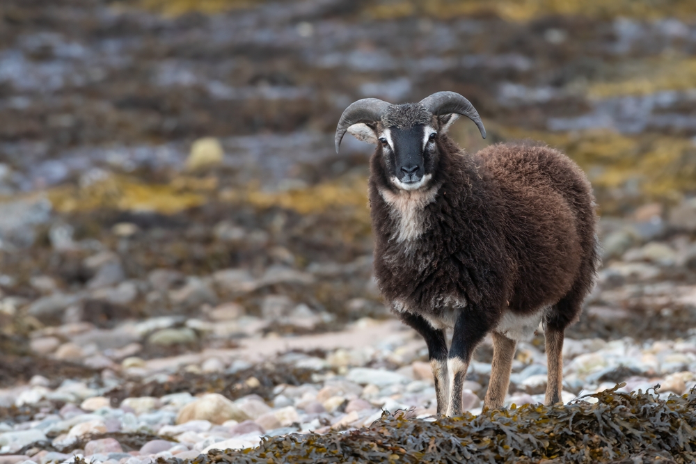 Suffolk Sheep