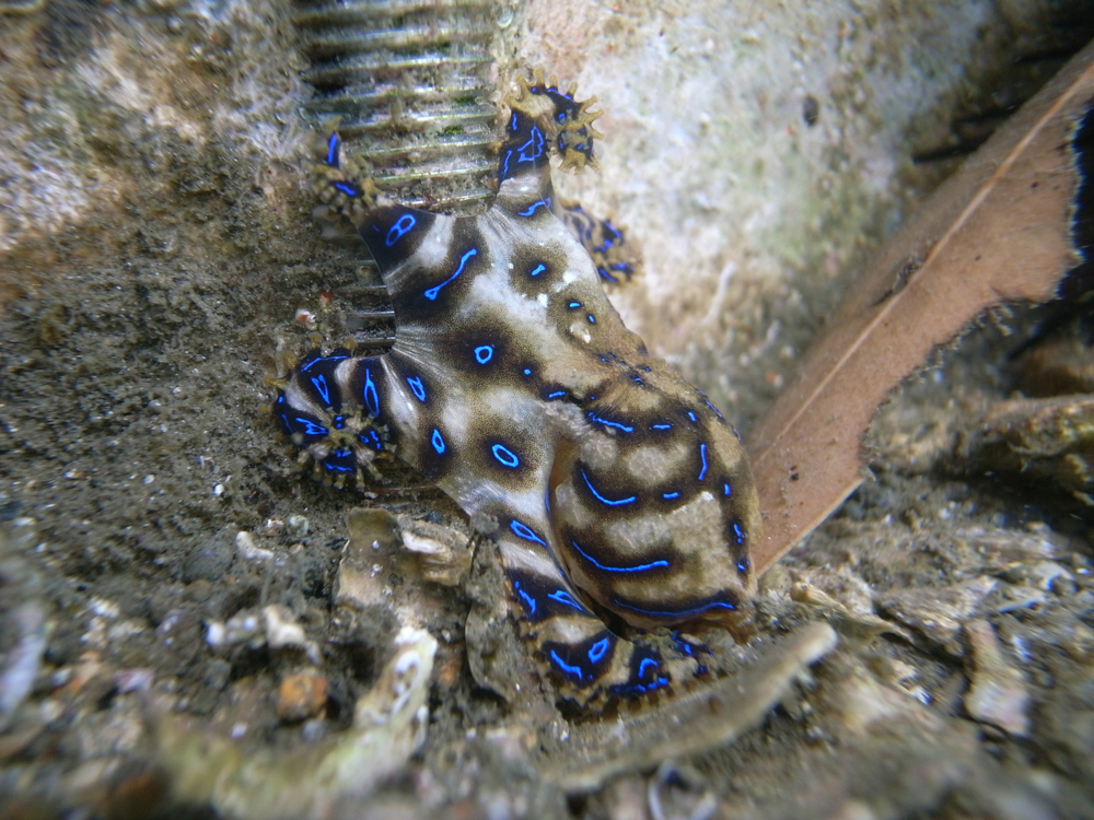Blue-ringed Octopus