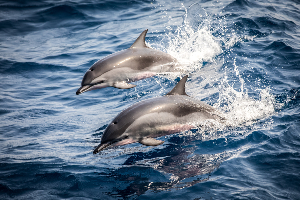 Striped Dolphin