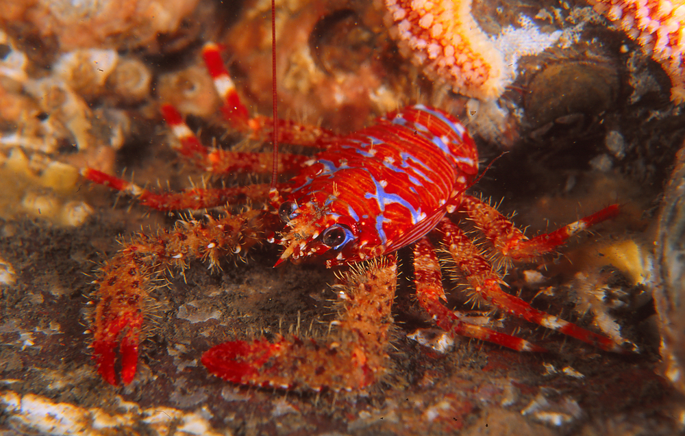 Painted Spiny Lobster