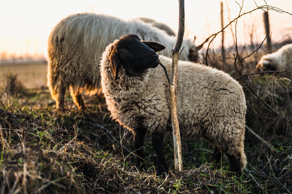 Valais Blacknose Sheep