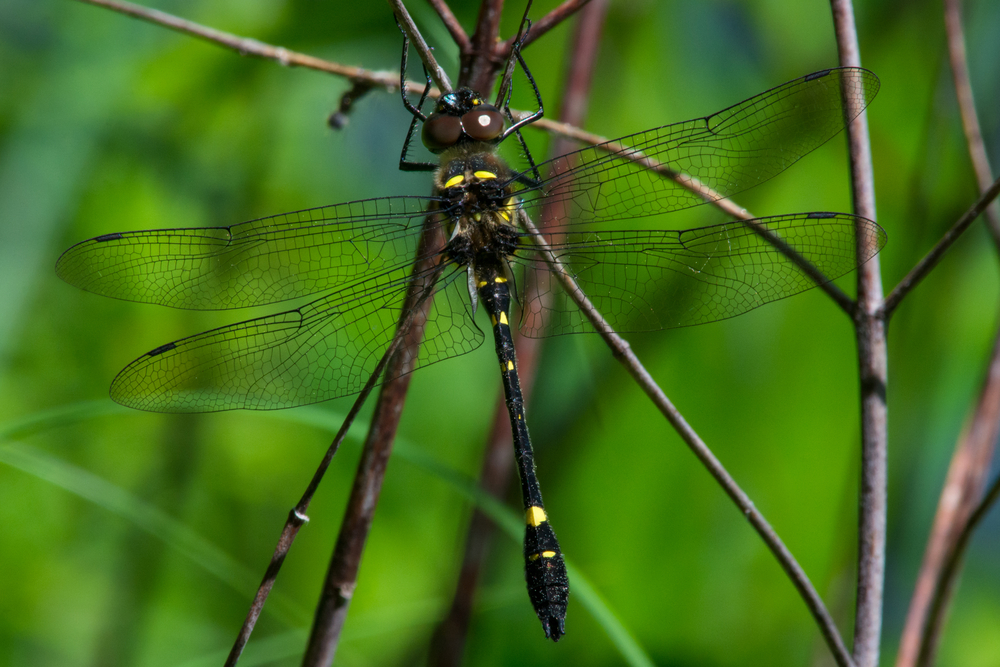 White Faced Meadowhawk