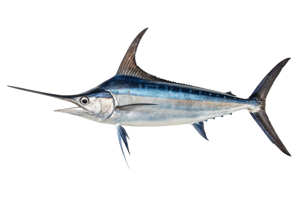 Tuna