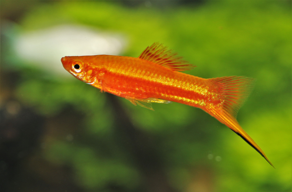 Trigger Fish