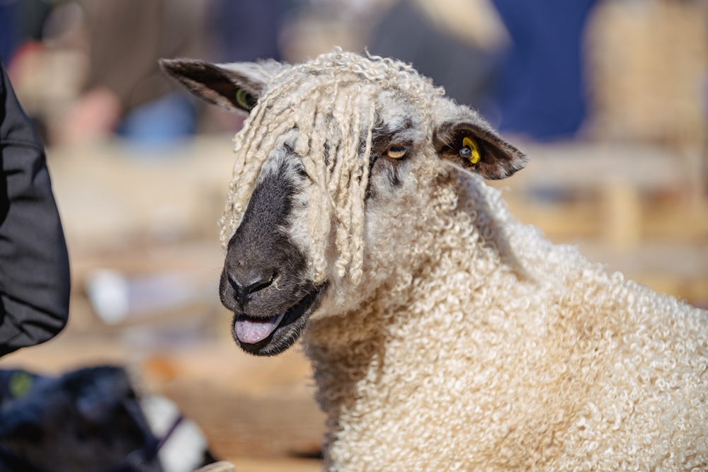 Valais Blacknose Sheep