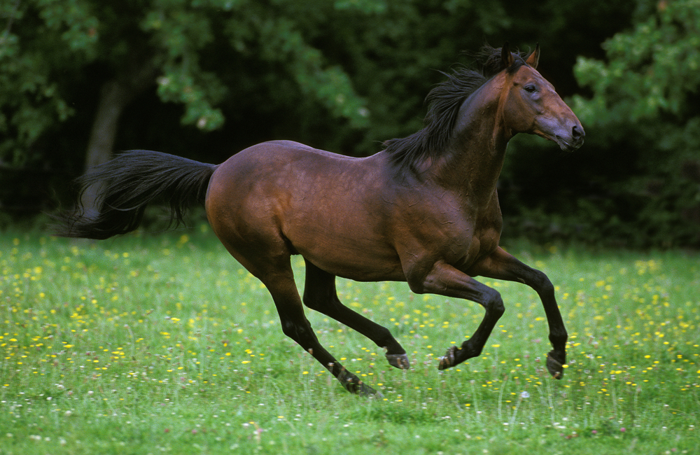 American Quarter Horse