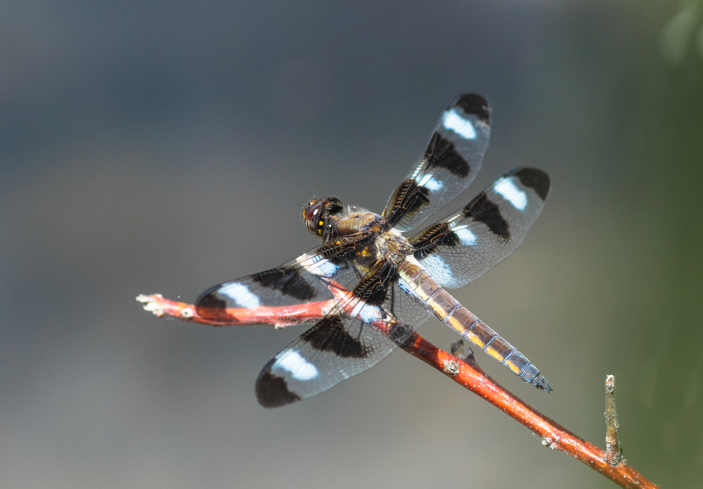 White Faced Meadowhawk