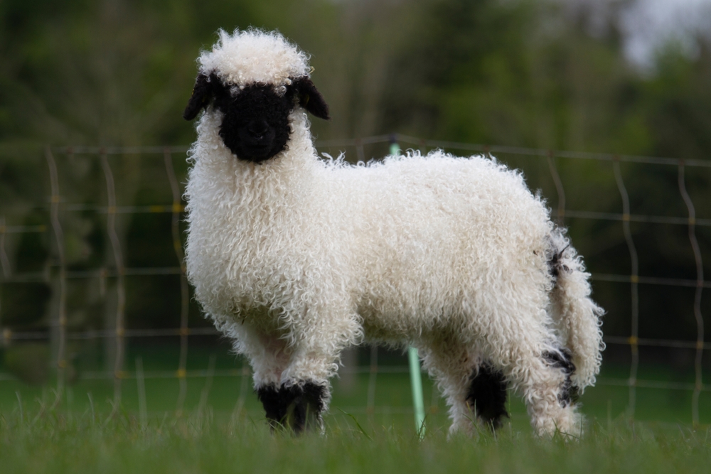 Wensleydale Sheep