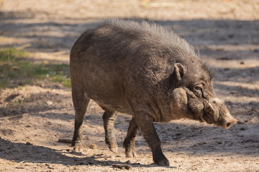 Wild Boar