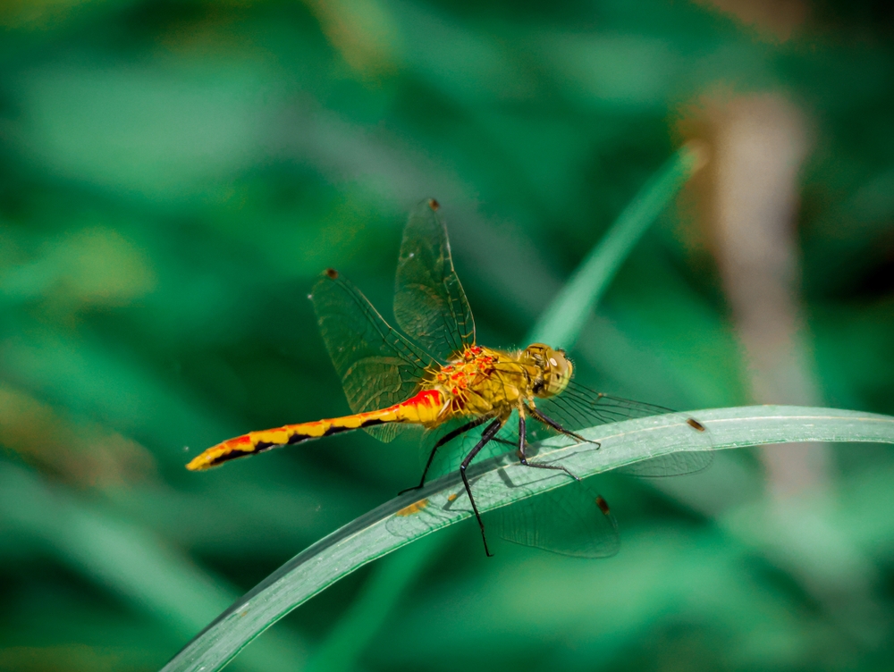 Blue Dasher